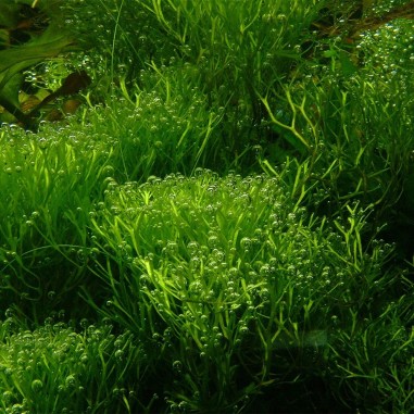 Riccia Fluitans in Vitro
