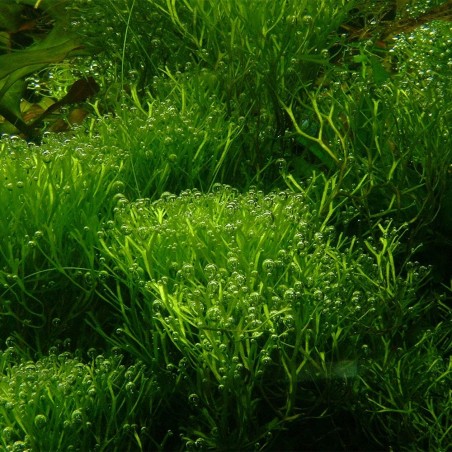 Riccia Fluitans in Vitro Riccia Fluitans in Vitro