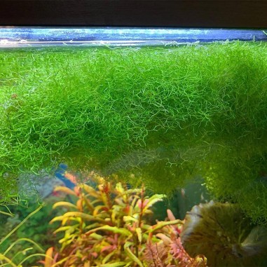 Riccia Fluitans in Vitro