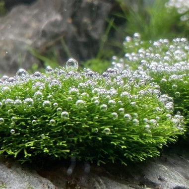 Riccia Fluitans in Vitro