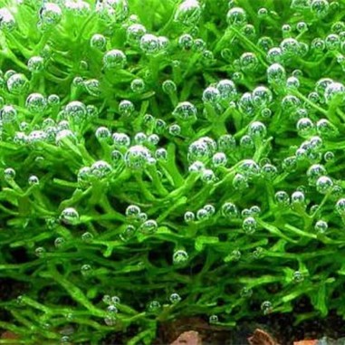 Riccia Fluitans in Vitro