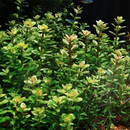 Rotala Indica