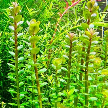 Rotala Indica