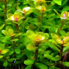 Rotala Indica 2