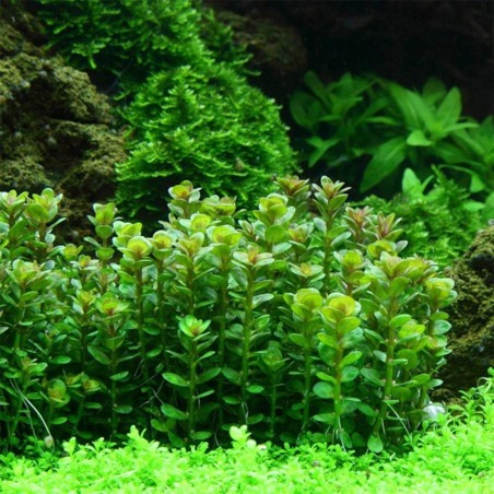 Rotala Indica in Vitro