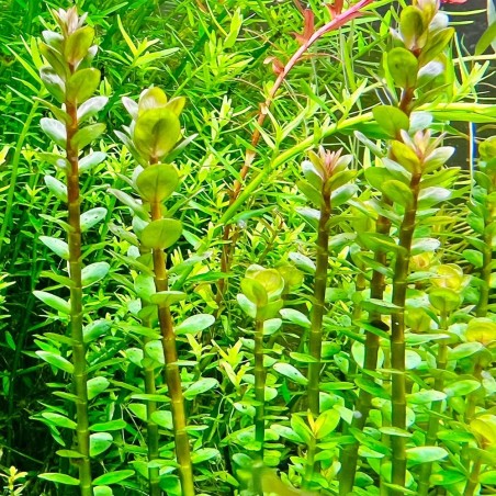 Rotala Indica in Vitro