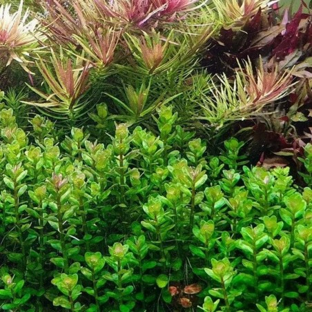 Rotala Indica in Vitro