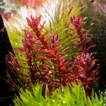 Rotala Macrandra in vitro