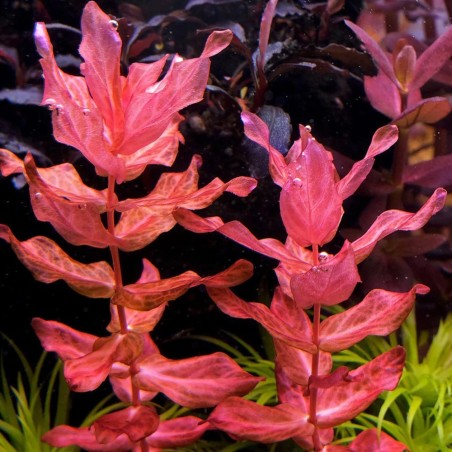 Rotala Macrandra in vitro