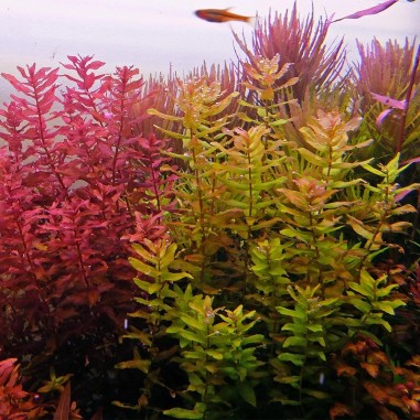 Rotala Macrandra in vitro