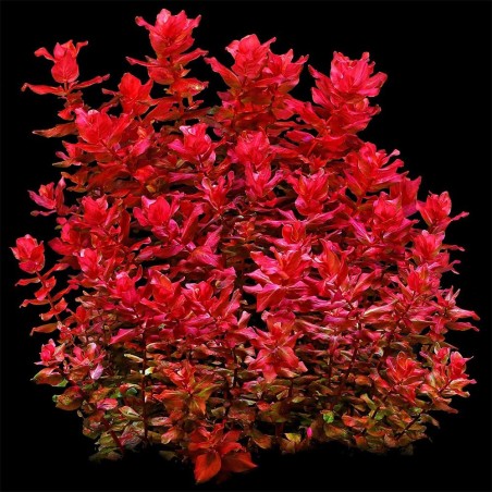 Rotala Macrandra in vitro