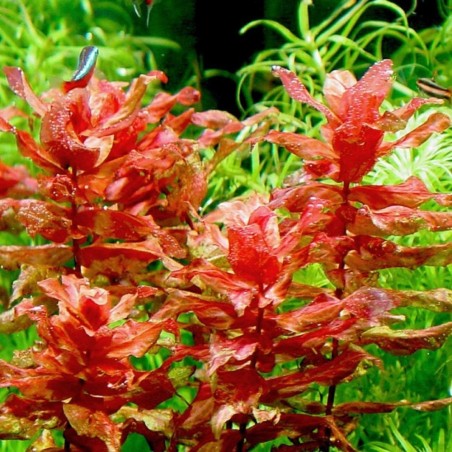 Rotala Macrandra in vitro