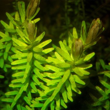 Rotala Rotundifolia
