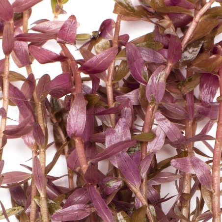 Rotala Rotundifolia