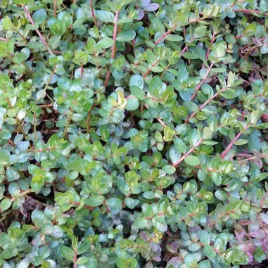 Rotala Rotundifolia