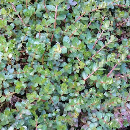 Rotala Rotundifolia