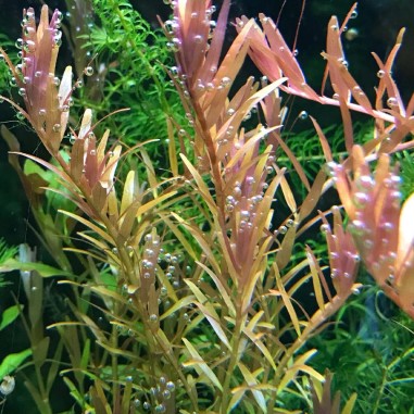 Rotala Rotundifolia