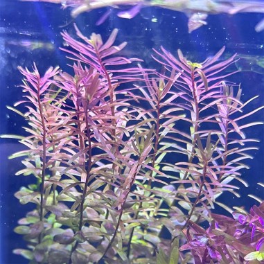 Rotala Rotundifolia