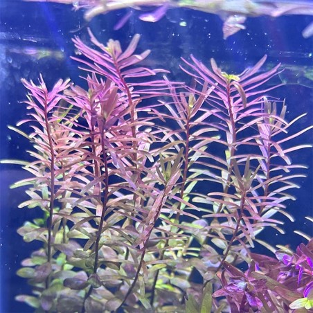 Rotala Rotundifolia