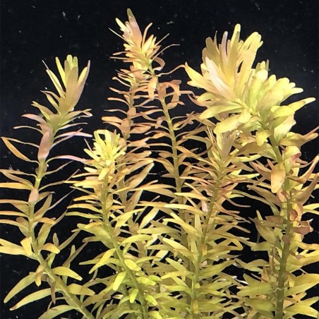 Rotala Rotundifolia