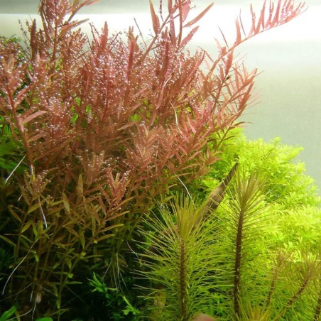 Rotala Rotundifolia