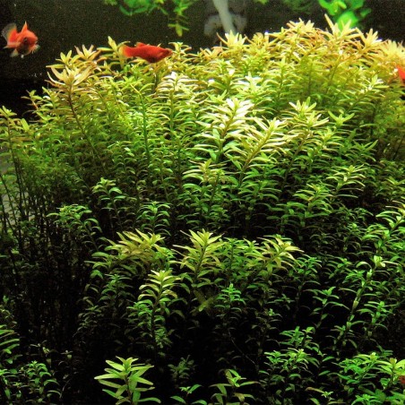 Rotala Rotundifolia
