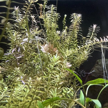 Rotala Rotundifolia