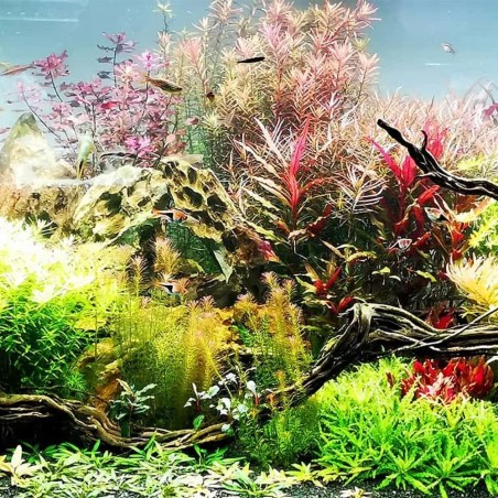 Rotala Rotundifolia