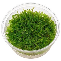 Vesicularia Montagnei in Vitro