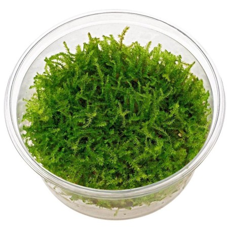Vesicularia Montagnei in Vitro