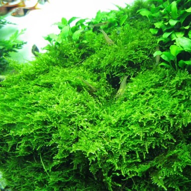 Vesicularia Montagnei in Vitro