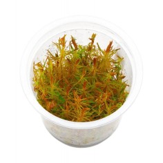 Rotala Vietnam H'ra in Vitro