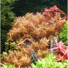 Rotala Vietnam H'ra in Vitro 2
