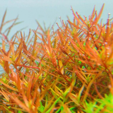 Rotala Vietnam H'ra in Vitro