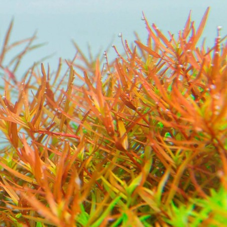 Rotala Vietnam H'ra in Vitro