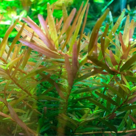 Rotala Vietnam H'ra in Vitro