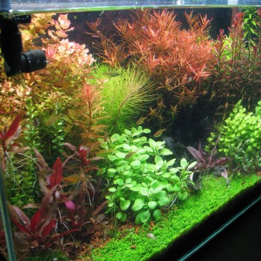 Rotala Vietnam H'ra in Vitro
