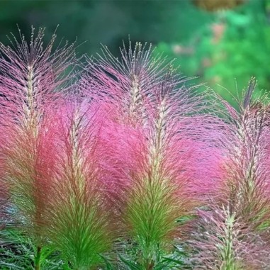 Rotala Wallichii