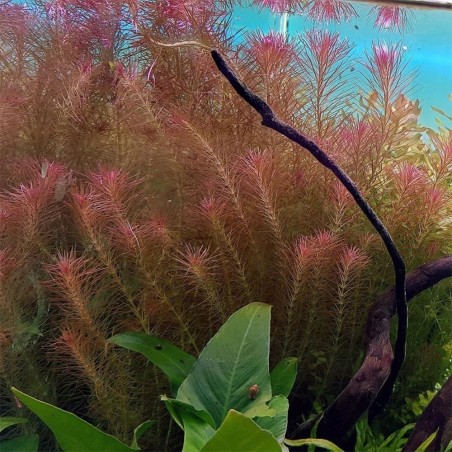 Rotala Wallichii