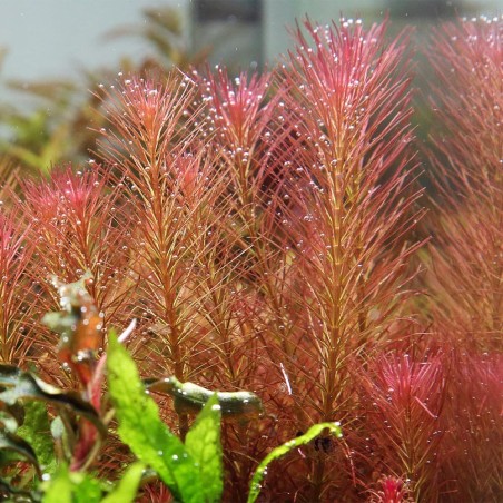 Rotala Wallichii