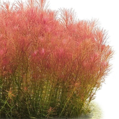 Rotala Wallichii