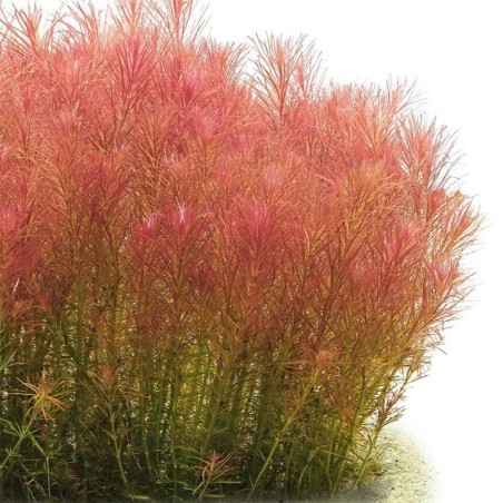 Rotala Wallichii
