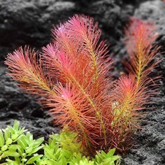 Rotala Wallichii in Vitro 2