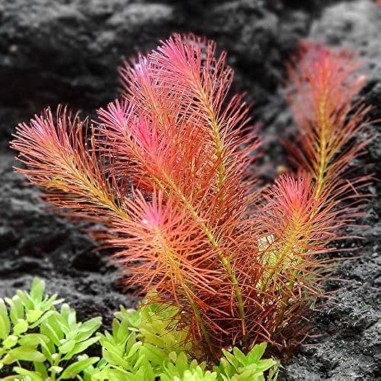 Rotala Wallichii in Vitro