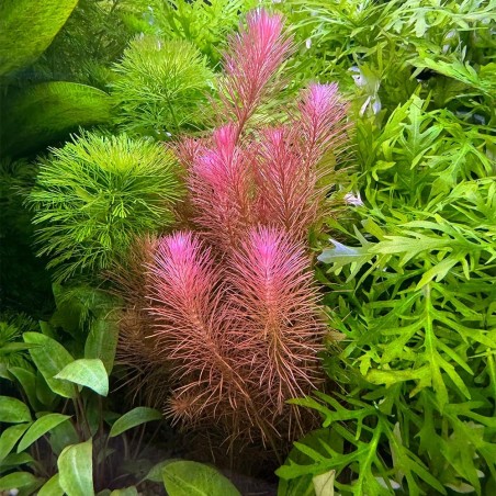 Rotala Wallichii in Vitro