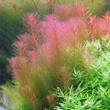 Rotala Wallichii in Vitro