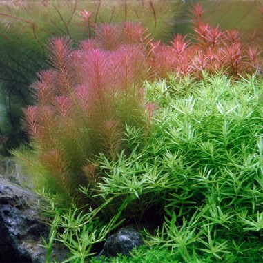 Rotala Wallichii in Vitro