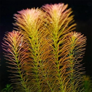 Rotala Wallichii in Vitro