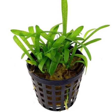Sagittaria Subulata
