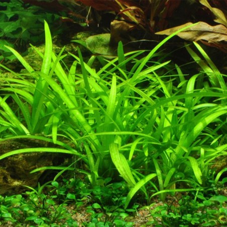 Sagittaria Subulata